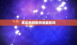 属鼠的和属狗相最配吗(介绍十二生肖配对大介绍)