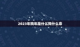 2023年狗年是什么狗什么命(介绍2023年出生的狗狗命运)