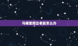 马桶里爬出老鼠怎么办(应对突发情况的正确方法)