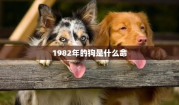 1982年的狗是什么命(解析狗年出生的人命运如何)