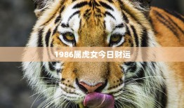 1986属虎女今日财运(财运亨通好运连连)