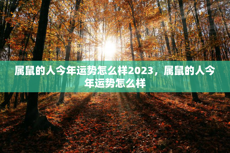 属鼠的人今年运势怎么样2023，属鼠的人今年运势怎么样