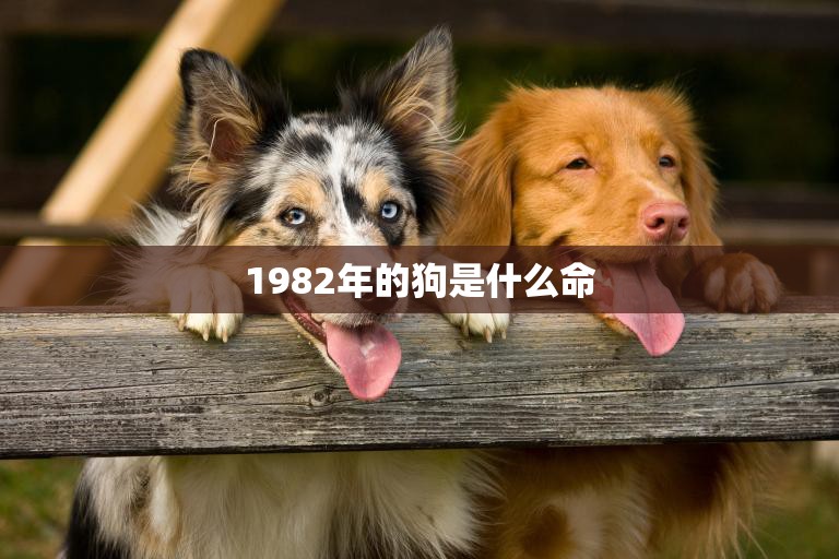 1982年的狗是什么命(解析狗年出生的人命运如何)