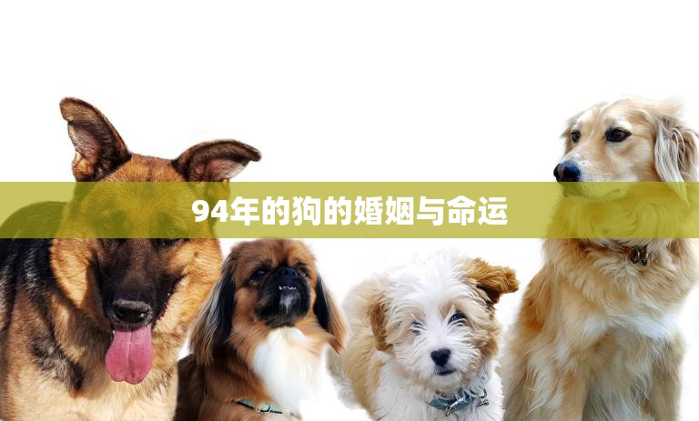 94年的狗的婚姻与命运(命运多舛婚姻幸福)  第3张
