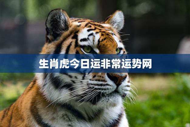 生肖虎今日运非常运势网(揭秘今日运势助你把握机会)  第3张