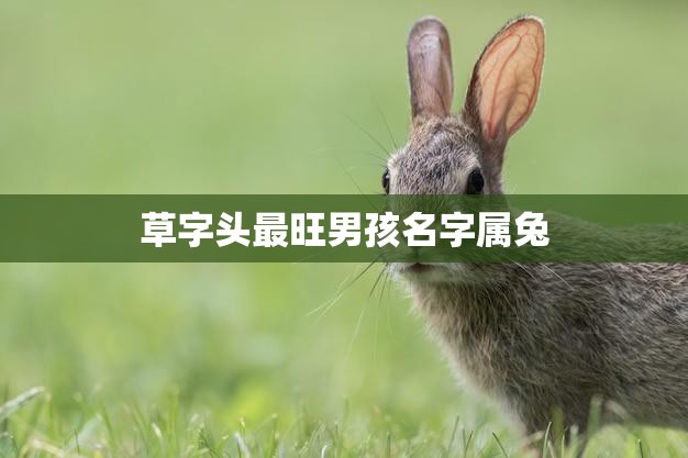 草字头最旺男孩名字属兔(如何选择最佳名字)  第3张