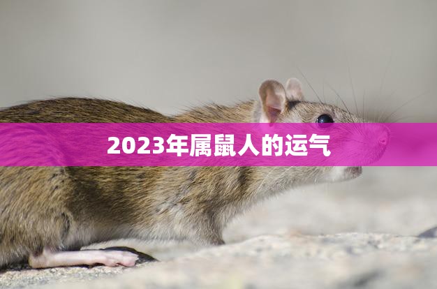2023年属鼠人的运气(展望财运旺盛事业有成)  第3张