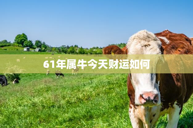 61年属牛今天财运如何(财运亨通财源滚滚来)  第3张